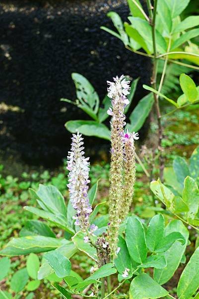 台北植物園 兔尾草