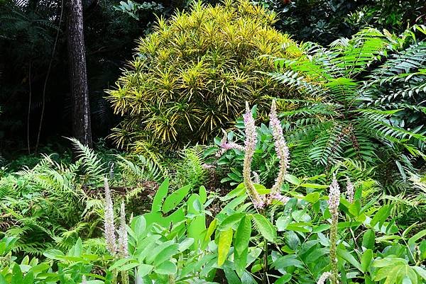 台北植物園 兔尾草