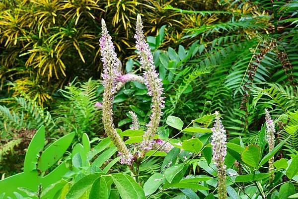 台北植物園 兔尾草