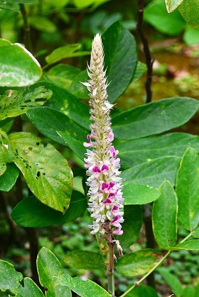 台北植物園 兔尾草