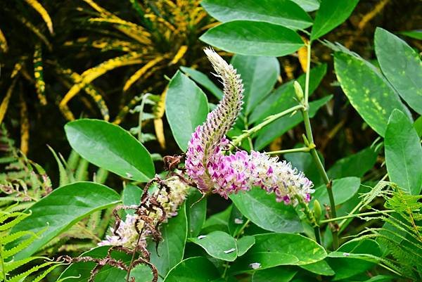 台北植物園 兔尾草