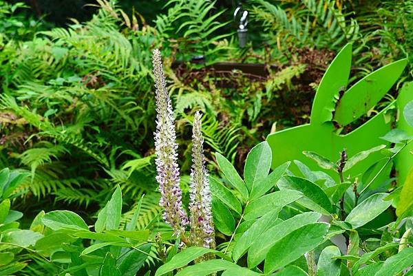 台北植物園 兔尾草