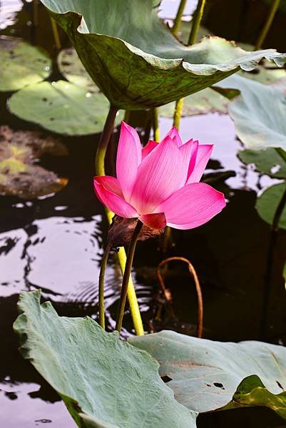 台北植物園 荷花池