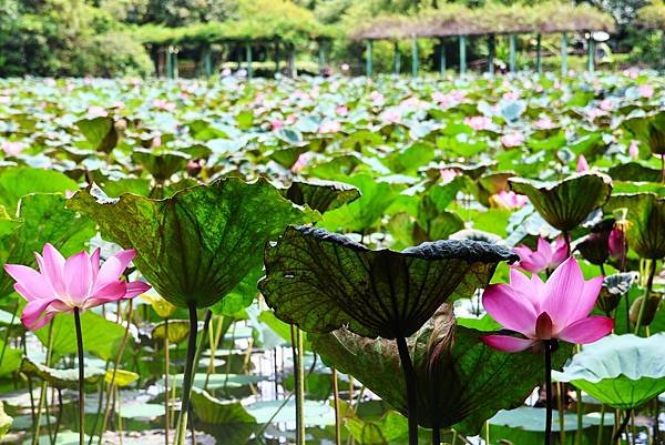 台北植物園 荷花池