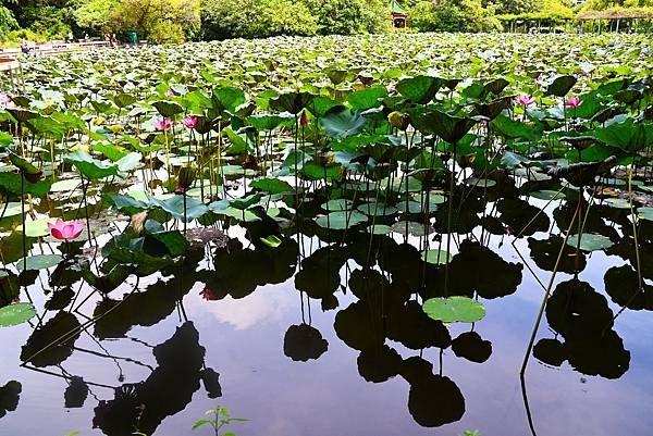 台北植物園 荷花池