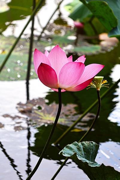 台北植物園 荷花池