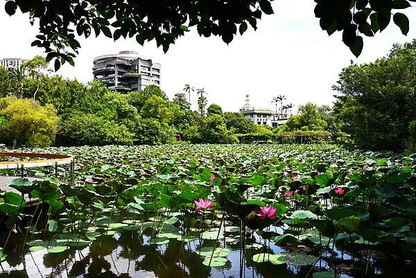 台北植物園 荷花池