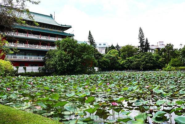 台北植物園 荷花池