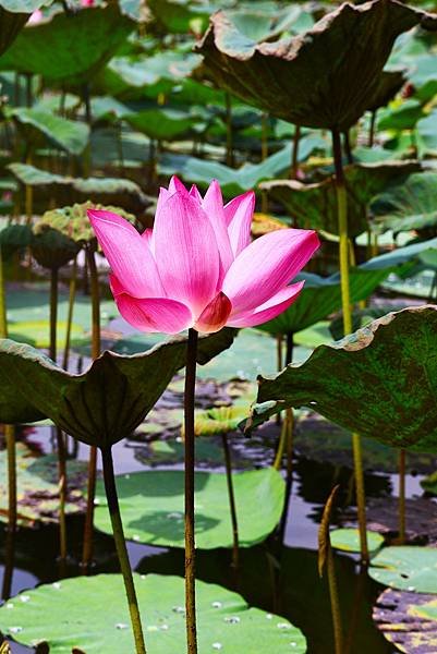 台北植物園 荷花池