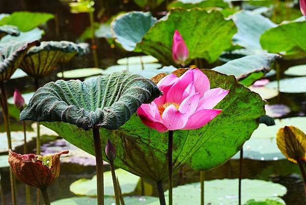 台北植物園 荷花池