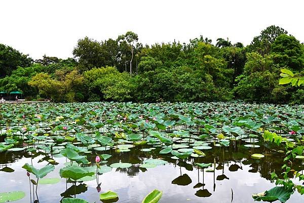 台北植物園 荷花池