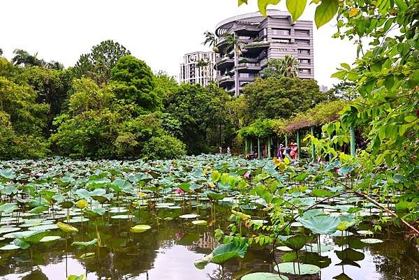 台北植物園 荷花池