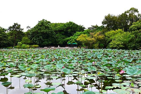 台北植物園 荷花池