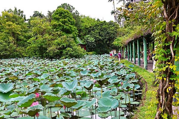 台北植物園 荷花池