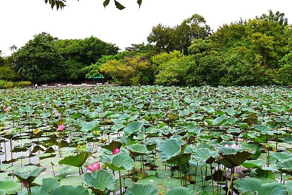 台北植物園 荷花池