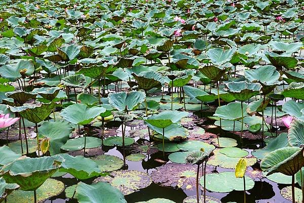 台北植物園 荷花池