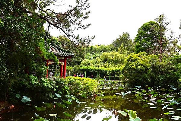 台北植物園 荷花池