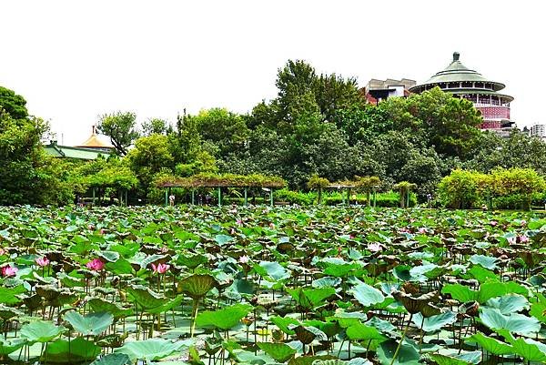 台北植物園 荷花池