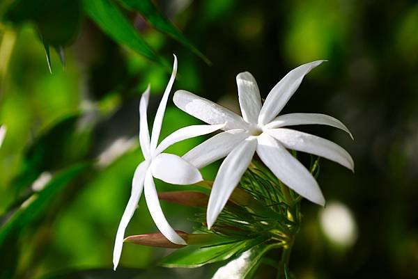 台北植物園 粉苞素馨