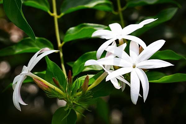 台北植物園 粉苞素馨