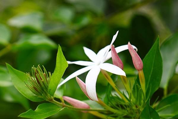 台北植物園 粉苞素馨