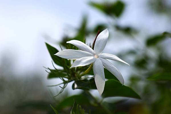 台北植物園 粉苞素馨