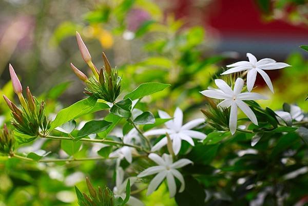 台北植物園 粉苞素馨