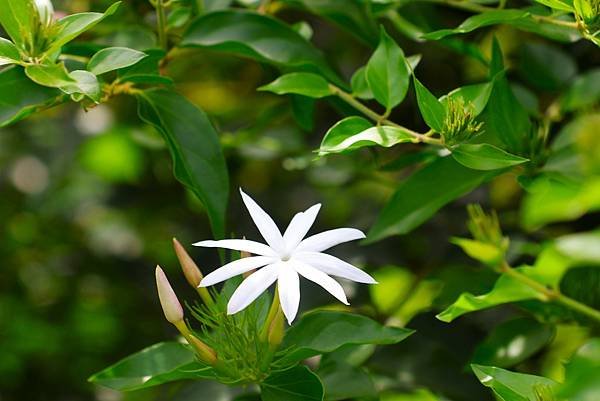 台北植物園 粉苞素馨