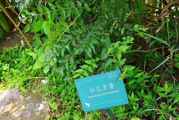 台北植物園 粉苞素馨