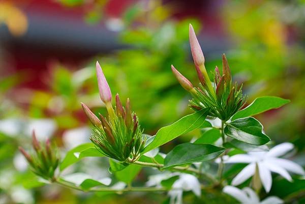 台北植物園 粉苞素馨