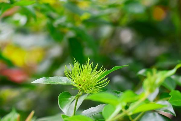 台北植物園 粉苞素馨