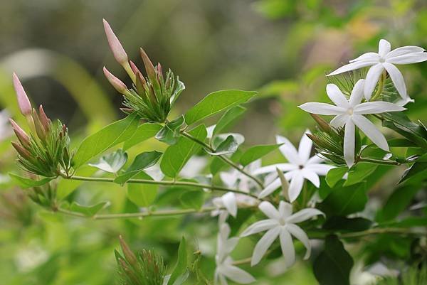 台北植物園 粉苞素馨