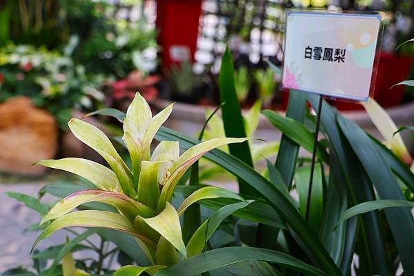 士林官邸 鳳梨科植物展