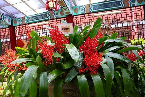 士林官邸 鳳梨科植物展