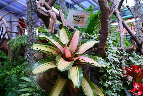 士林官邸 鳳梨科植物展