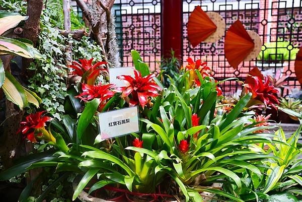 士林官邸 鳳梨科植物展