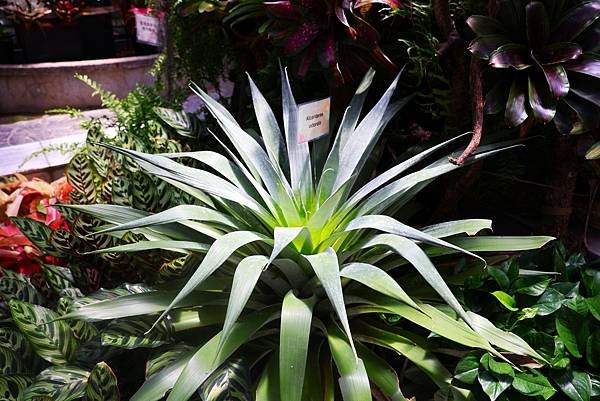 士林官邸 鳳梨科植物展