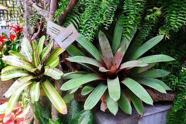 士林官邸 鳳梨科植物展