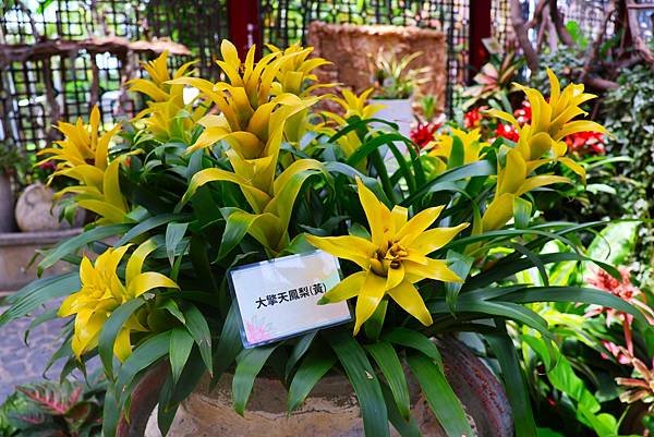 士林官邸 鳳梨科植物展