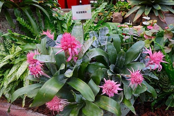 士林官邸 鳳梨科植物展