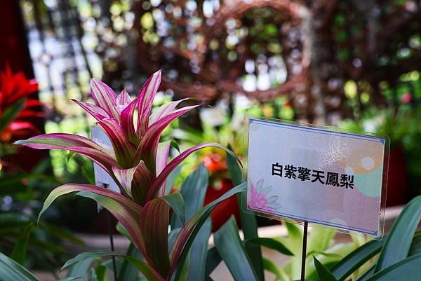 士林官邸 鳳梨科植物展