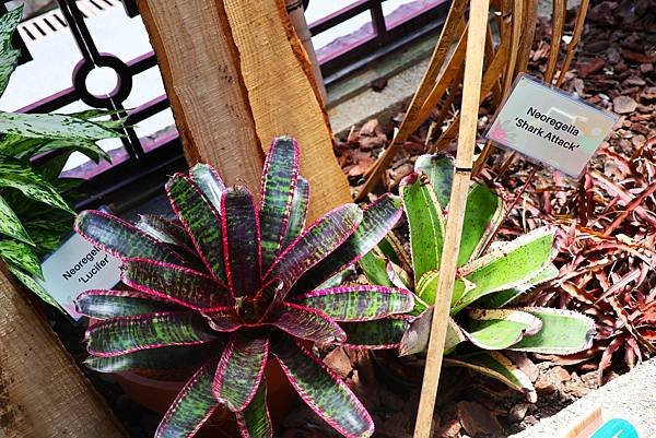 士林官邸 鳳梨科植物展