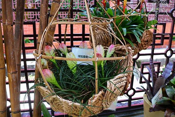 士林官邸 鳳梨科植物展