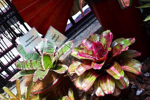 士林官邸 鳳梨科植物展