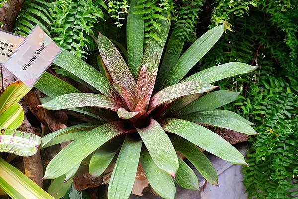 士林官邸 鳳梨科植物展