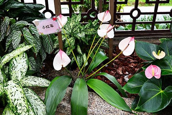 士林官邸 2023 秋石斛蘭暨火鶴花展(火鶴花)