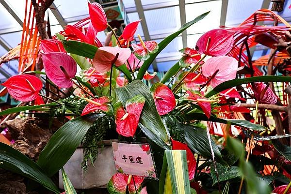 士林官邸 2023 秋石斛蘭暨火鶴花展(火鶴花)