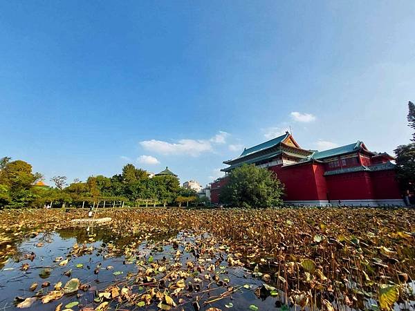 台北植物園 殘荷之美