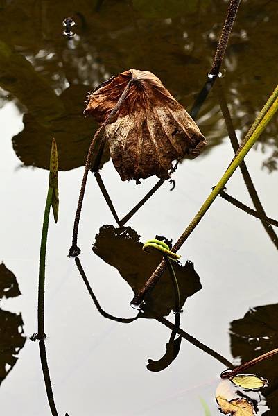 台北植物園 殘荷之美