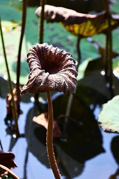 台北植物園 殘荷之美